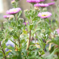 Fleabane